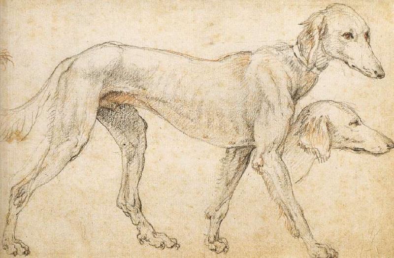 ZUCCARO Federico Studies of a Greyhound